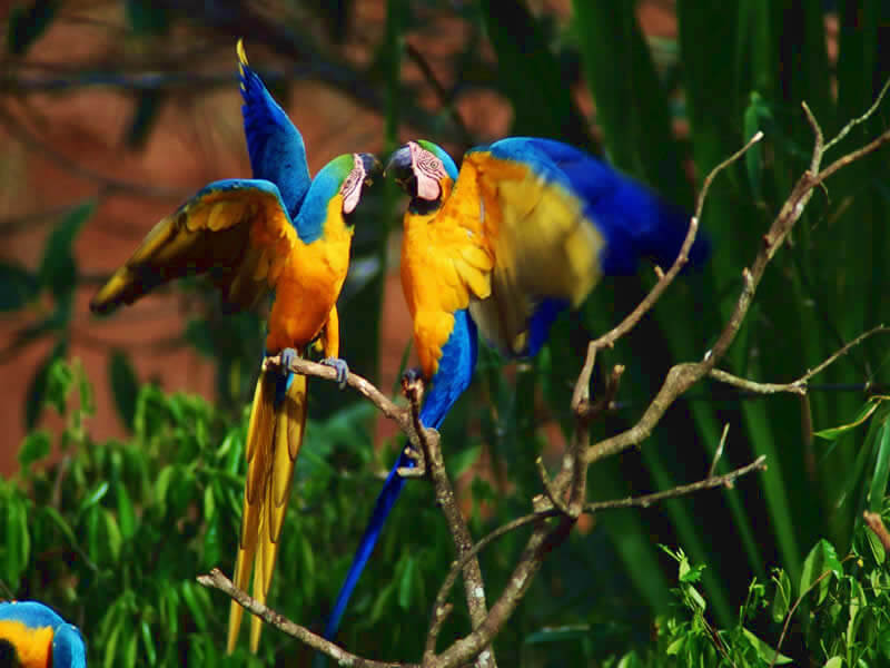 Puerto Maldonado