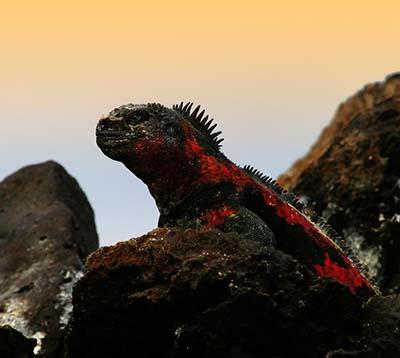 Viajes organizados a Galapagos